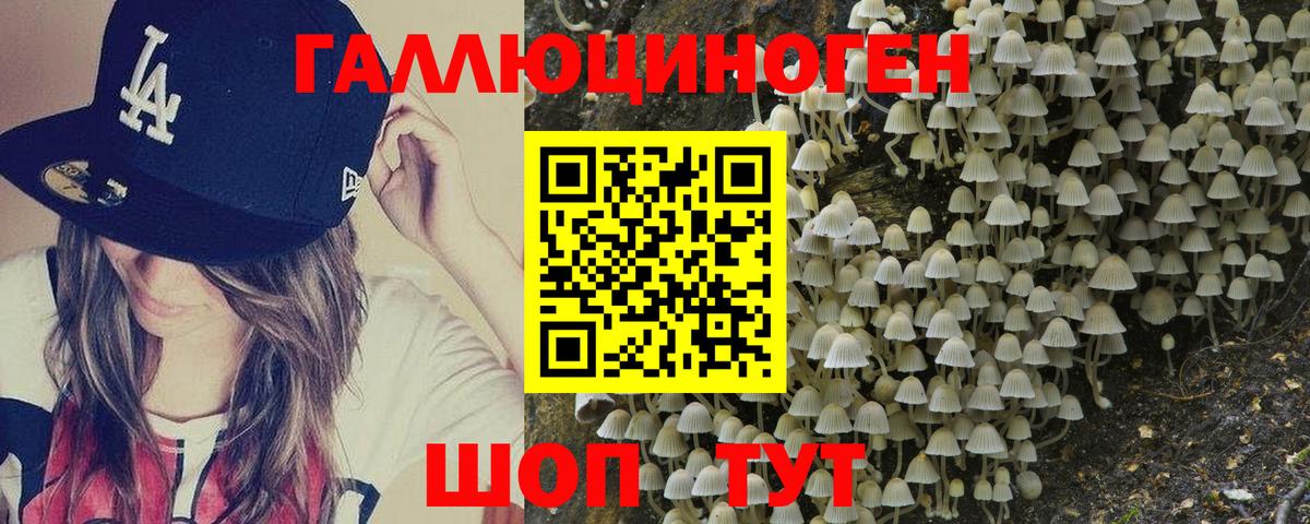 Псилоцибиновые грибы Psilocybe Каменск-Уральский